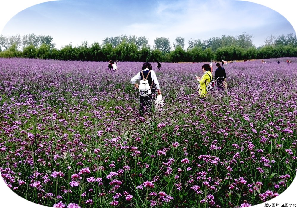 馬鞭草花海02.jpg