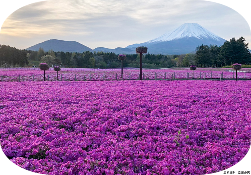 芝櫻花海01.jpg